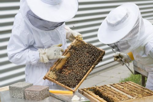 Foto: Olomoucký kraj podporuje včelaře