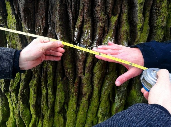 obrázek: Památný dub Král je v dobré kondici. Obvod kmene měří už 571 centimetrů