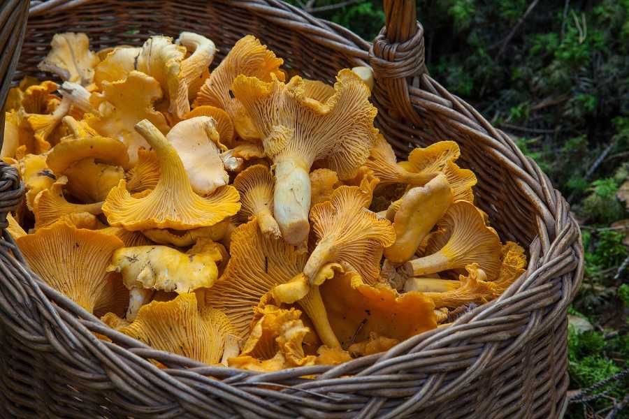 Houbařské žně v Olomouckém kraji: Pozor na jedovaté druhy