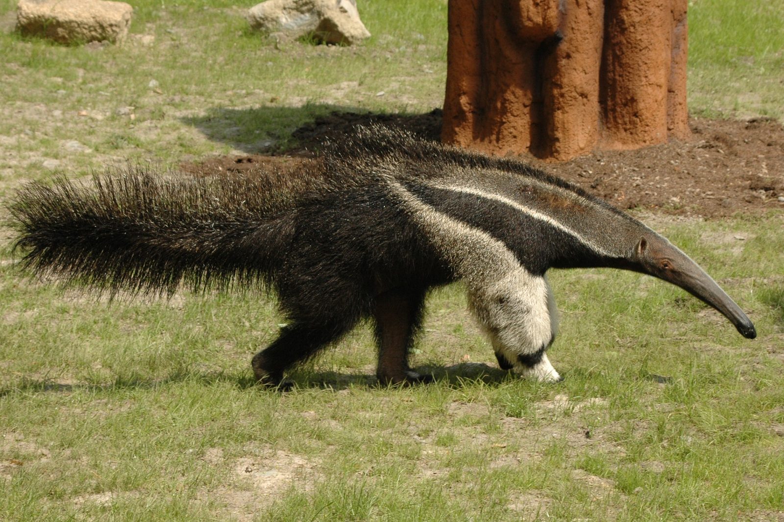 Poslední mládě roku v ZOO na Svatém Kopečku - mravenečník čtyřprstý