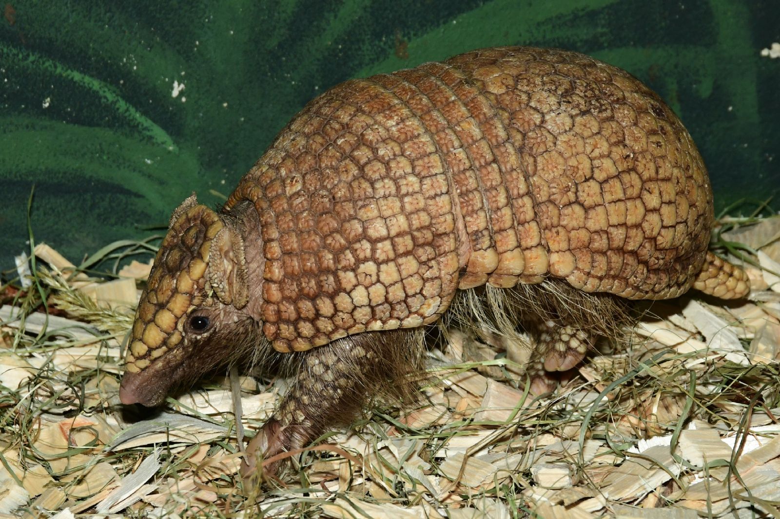 PAMATUJÍ VYHYNUTÍ DINOSAURŮ. NOVĚ JE CHOVÁ ZOO OLOMOUC