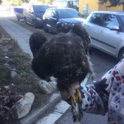 Hasiči vylovili z Chomoutovského jezera dravce