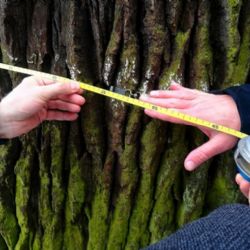 Památný dub Král je v dobré kondici. Obvod kmene měří už 571 centimetrů