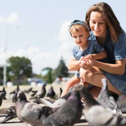 Nová vyhláška: Stop krmení holubů na veřejných místech