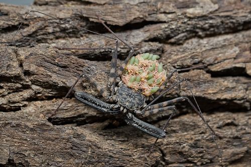 obrázek:Olomoucká zoo láká na novinky, leguáni, želvi i děsivý pavoukovec