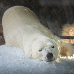 Zoo v Česku bojují s vedrem: milionové investice do chlazení