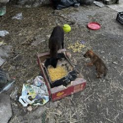 Týraná zvířata a zoufalý život u chovatele