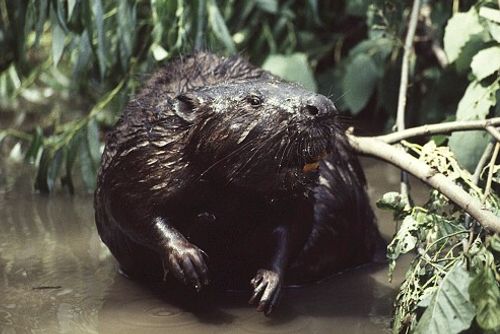 obrázek:Bobři „útočí“ na sídliště Jaselská