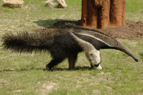 obrázek:Poslední mládě roku v ZOO na Svatém Kopečku - mravenečník čtyřprstý