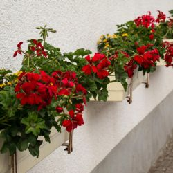 Vandal v Olomouci poničil květníky