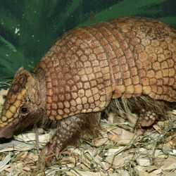PAMATUJÍ VYHYNUTÍ DINOSAURŮ. NOVĚ JE CHOVÁ ZOO OLOMOUC